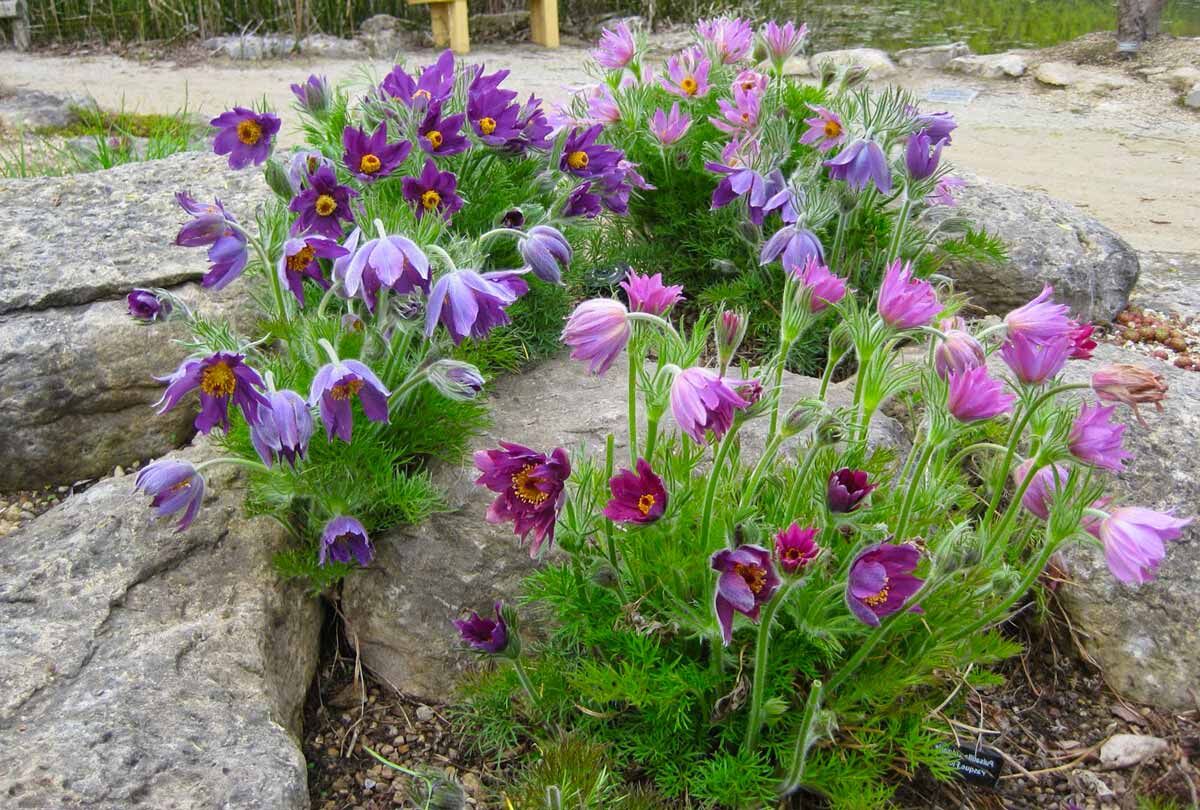 Прострел (фото отсюда: https://darvin-market.ru/catalog/products/prostrel_obyknovennyy_pinvil_miks_d12_khr_2000999604843/)