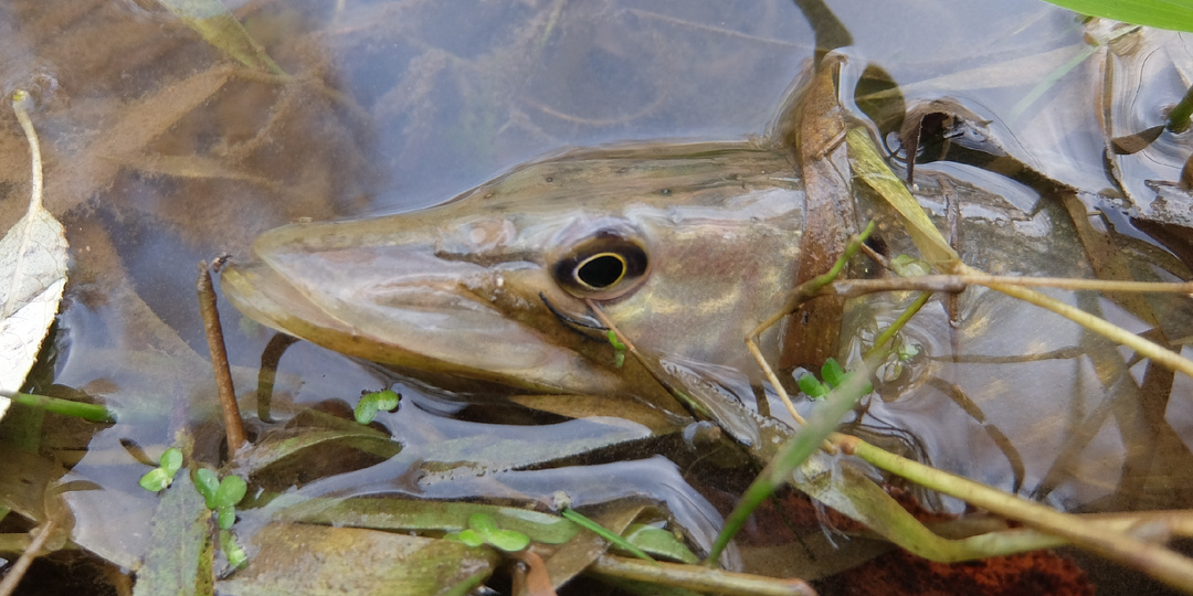 Весну не омрачать! Нерест 2026: аномалии, сроки и правила