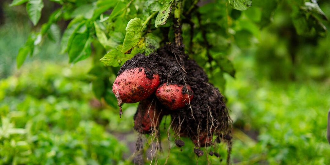 Желаете участок под посадку картофеля