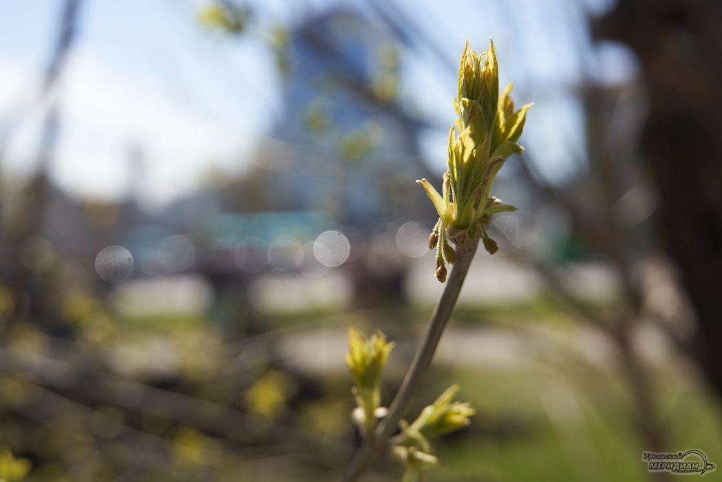    Фото: Лидия Аникина © ИА "Уральский меридиан"