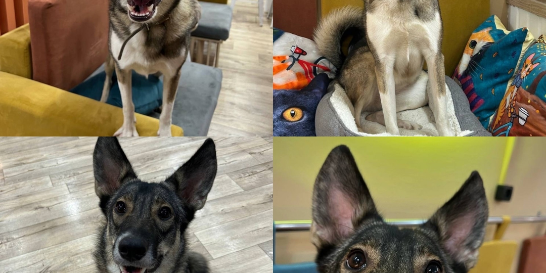 🐕 Луна ищет дом и любящее сердце…