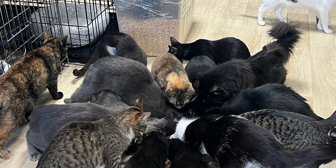 Сегодня в нашей группе акция «Муркины радости»!🐈