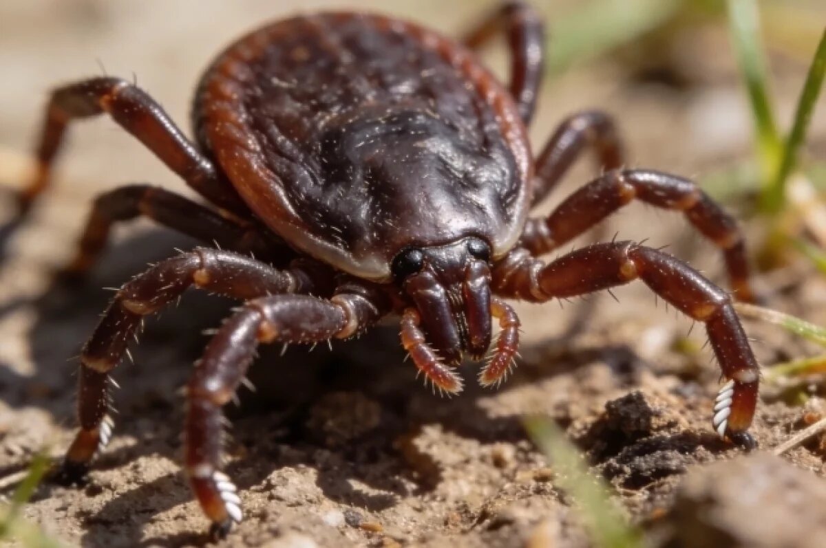    Клещи покусали 90 человек в Ставропольском крае за неделю