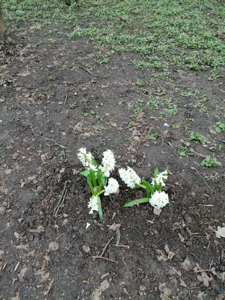 Первые цветочки Фото автора