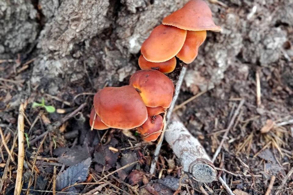    Фото: "Городские вести"