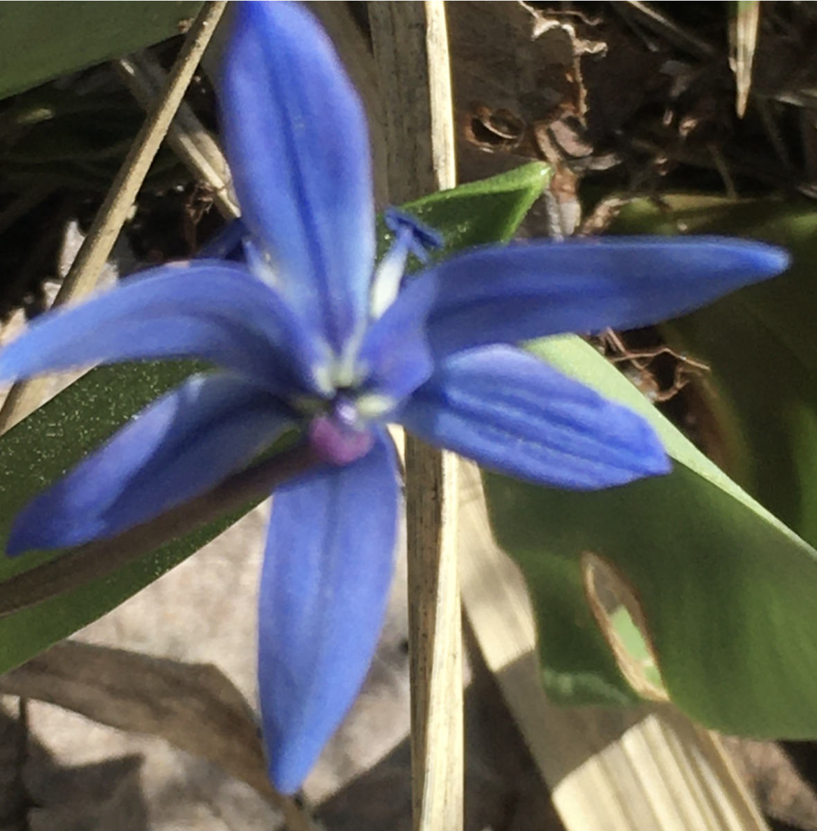 Дачная пролеска