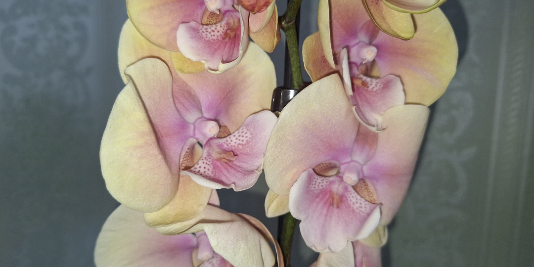 Орхидеи растят деток. Почему они появляются? Цветущие детки на орхидее.