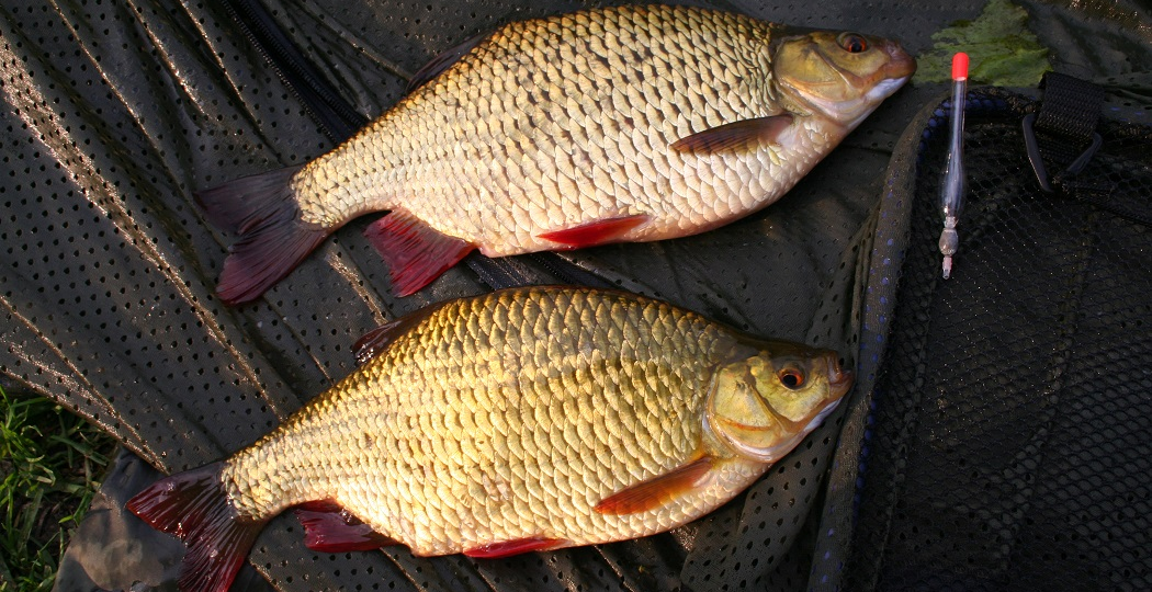 Ловля краснопёрки весной: когда и где начинает клевать эта красавица