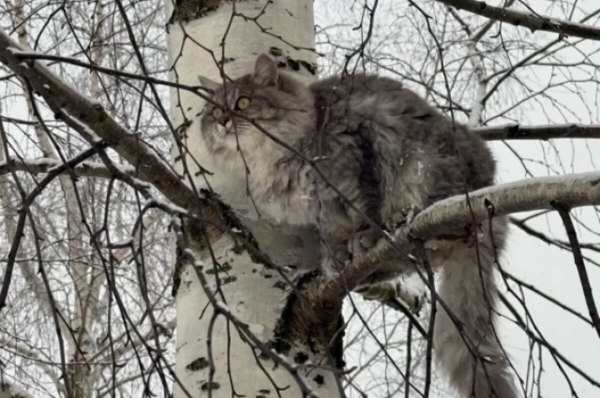    Наши питомцы нуждаются в защите от укусов опасных клещей.