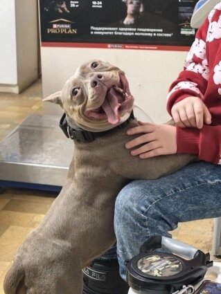 О здоровье питомца нужно позаботиться заранее. Фото: Фото "АиФ-Чувашия"