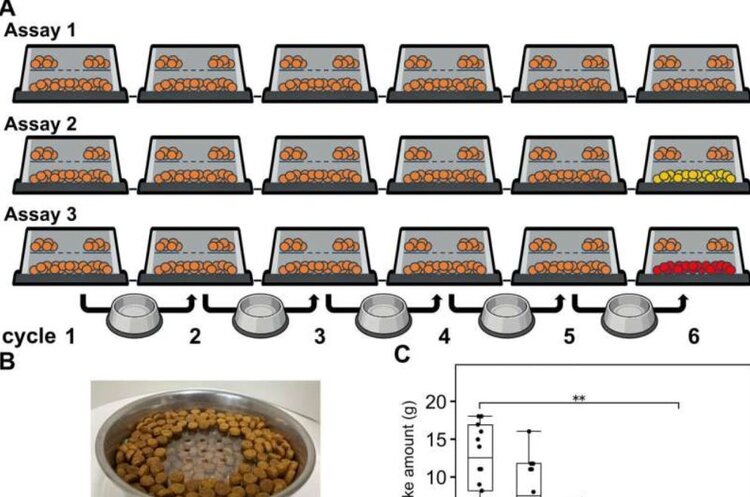    Фото: Iwate University