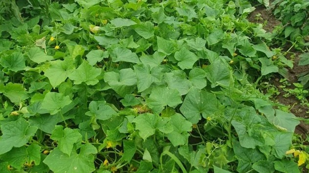 Огурцы в открытом грунте без теплицы — результат правильной подготовки, а не удачи