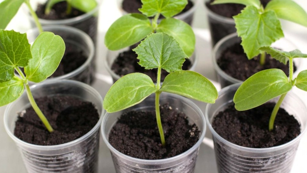 Рассада в литровых стаканах — корневой ком при перевалке остаётся плотным