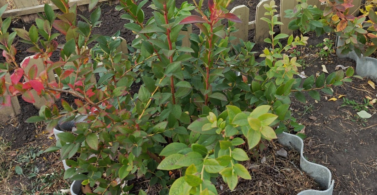 Что с голубикой? 