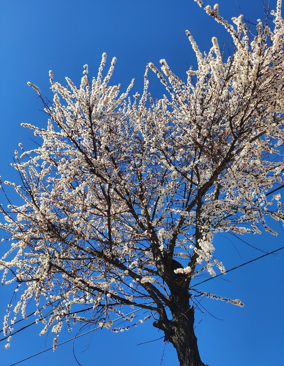 Весеннее небо. 