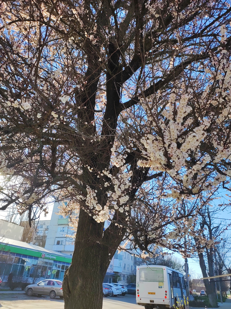 Весна в городе Ейске.  