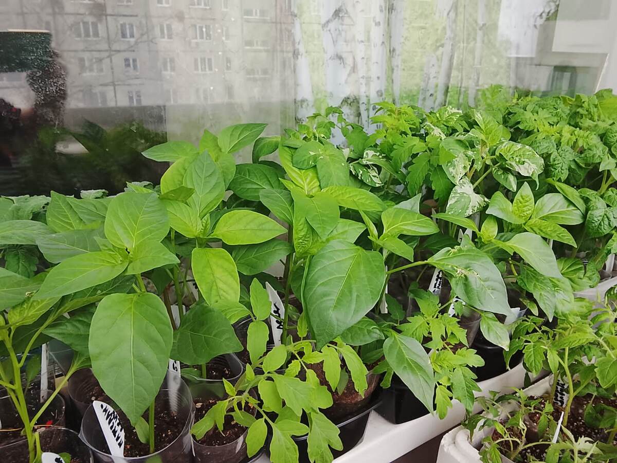 Стоят на балконе