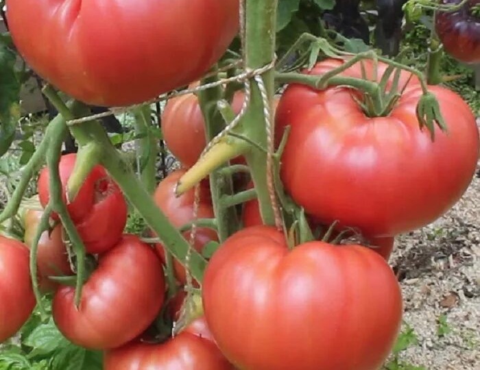 Помидоры, помидоры, помидоры, овощи))) 🤣