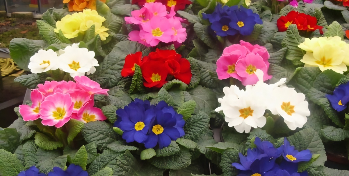 Примула полна очарования и отличается цветовым разнообразием. Фото из свободных источников