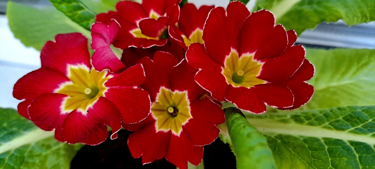 Первое цветение примулы. Март 2026