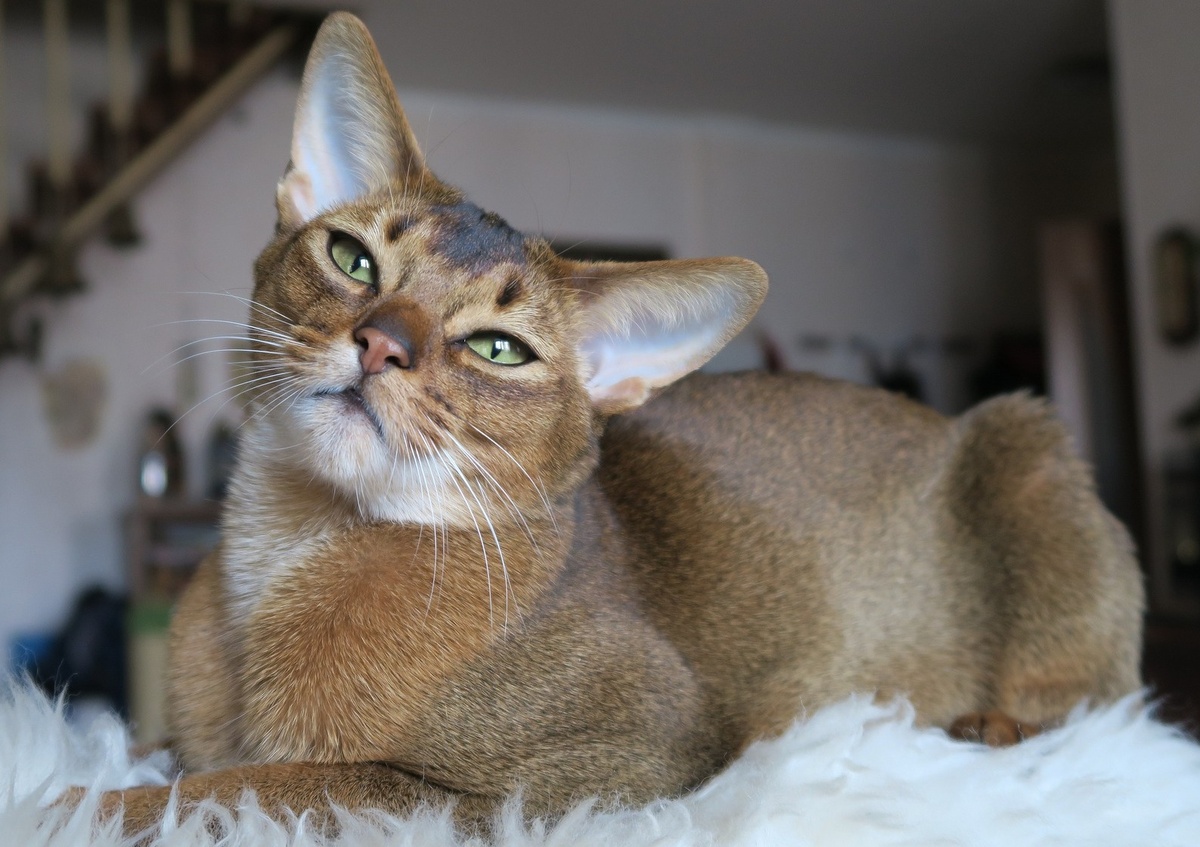 Он великолепен! Смотрю и верю, что его далекий пра- пра-.. дед жил с Фараонами