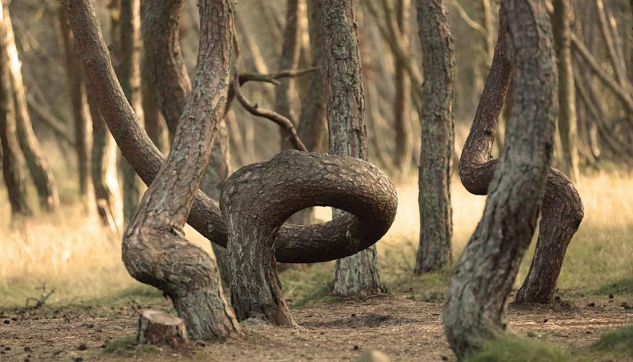 Фото из интернета. Танцующий лес