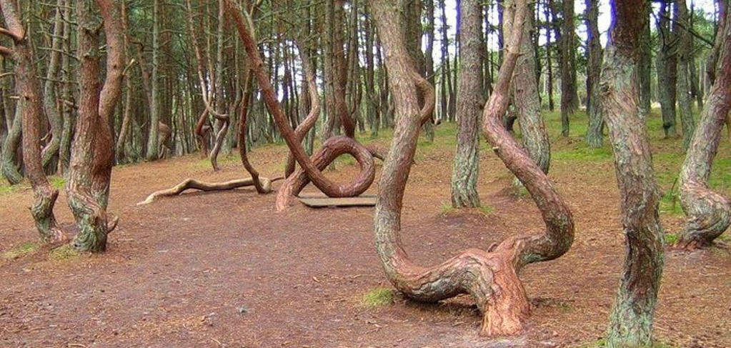 Фото из интернета. То самое дерево-арфа