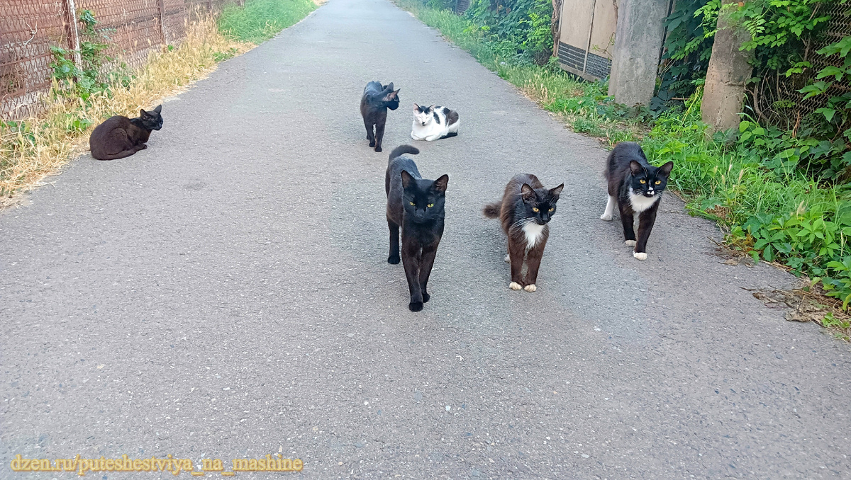 Краснодар. Местная кошачья банда