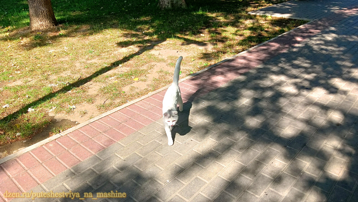 Красавец-блондин на прогулке в парке Махачкалы. Немного о приметах. Если встретится на улице кошка с белой шерстью - это добрый знак, который означает исполнение ваших желаний.