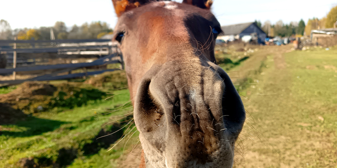 Братья наши меньшие: неожиданные, но приятные встречи в дороге