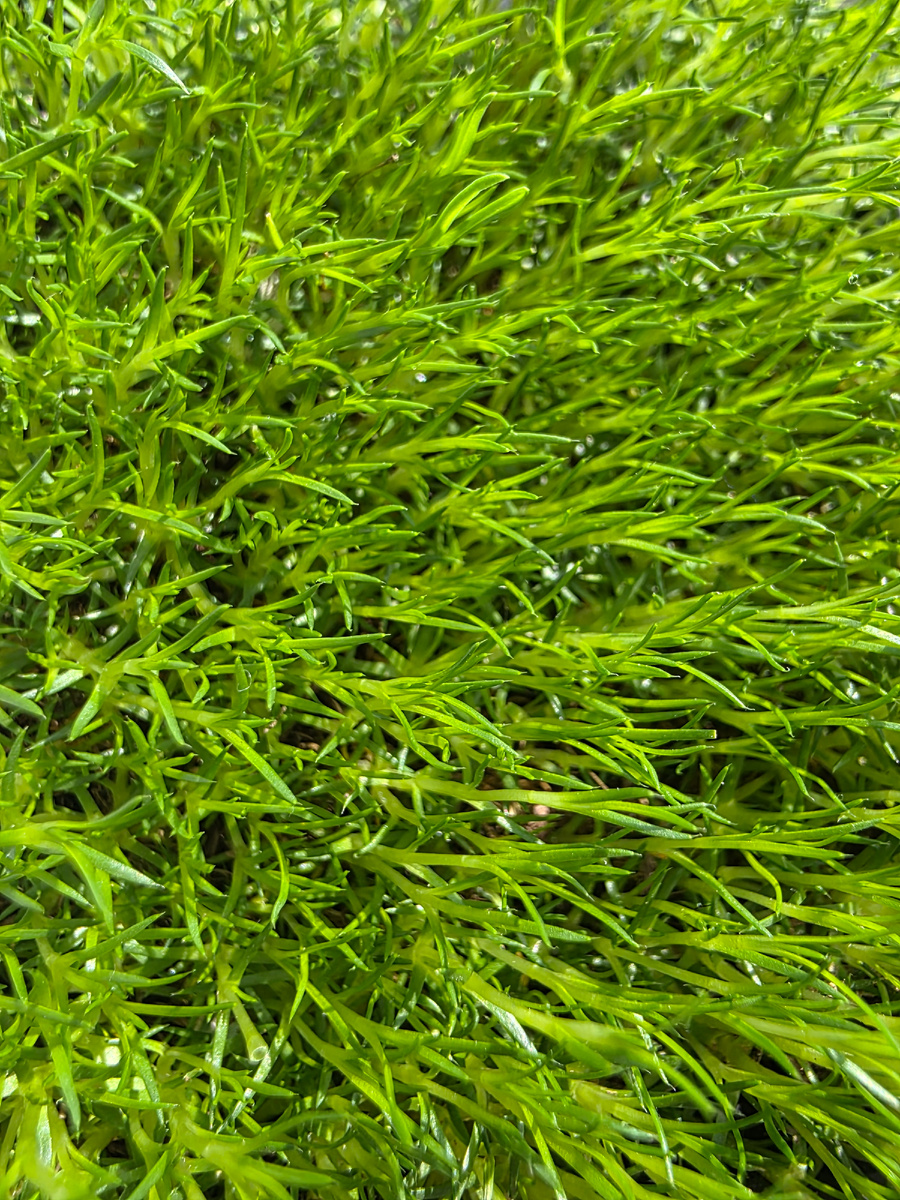 Мшанка шиловидная