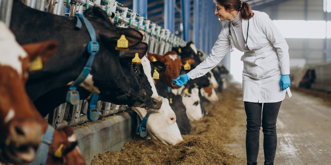 Что такое ветеринарно-санитарная экспертиза при проверке мяса и зачем она нужна