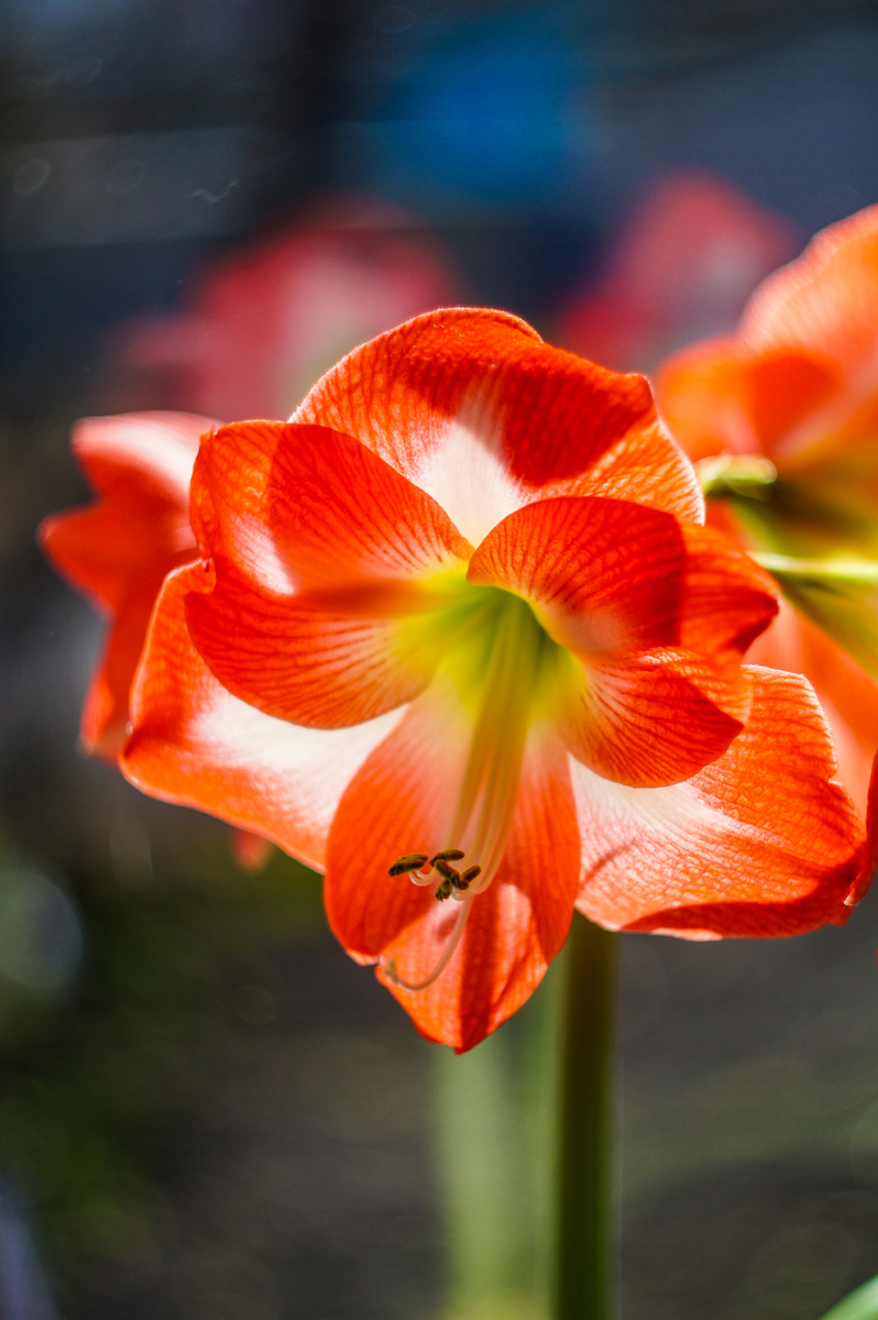 Гиппеаструм. Автор Андрей Батуркин.
