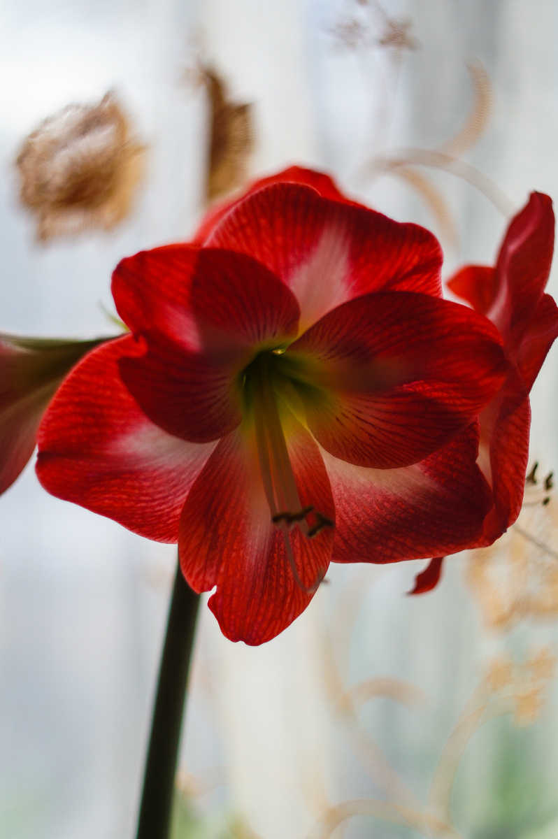 Гиппеаструм. Автор Андрей Батуркин.