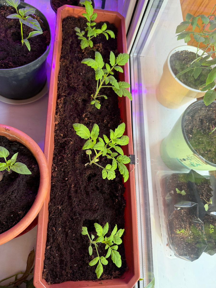 Томат Пуговка 