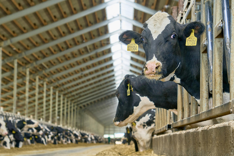 Коровы «ЭкоНивы» стали лидерами по пожизненной продуктивности