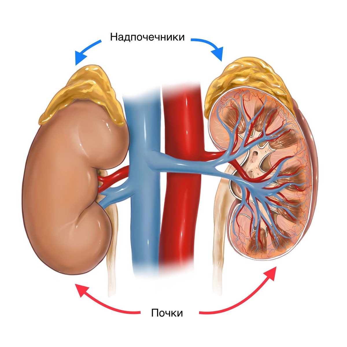 Надпочечники у человека