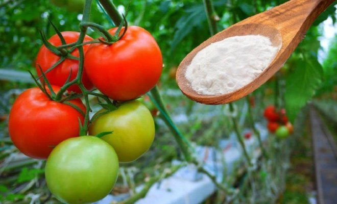 Пищевая сода – отличное удобрение для растений и защита от вредителей