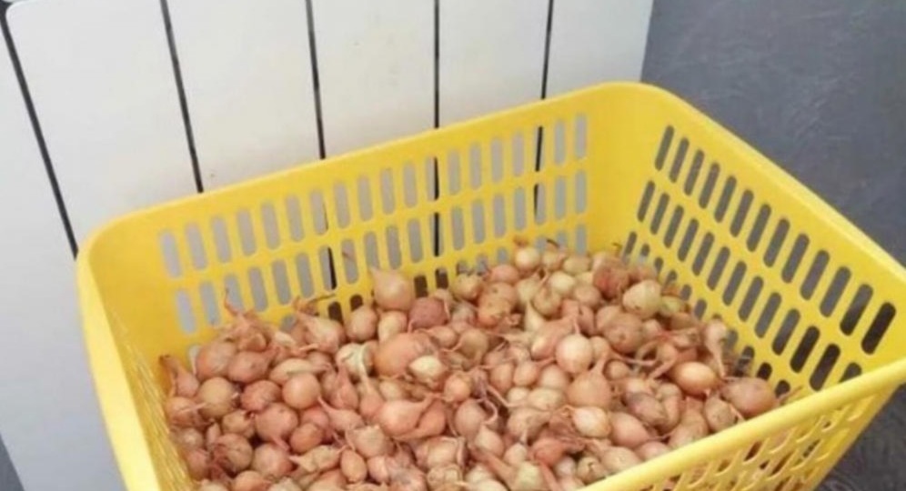 Посадка лука севка весной в грунт. 3 условия, которые влияют на урожай