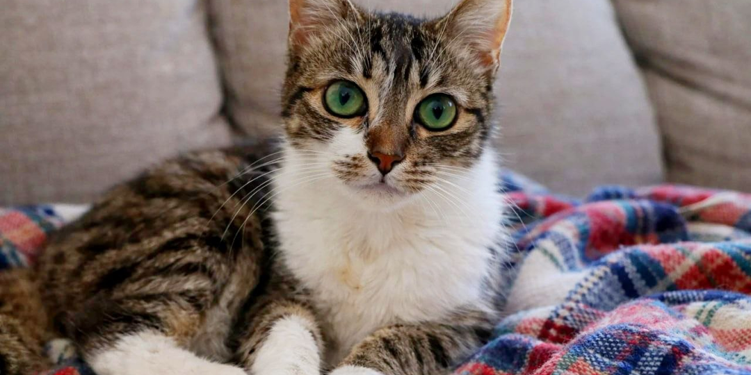 Клео и Лео ищут дом: Они готовы расстаться и уехать в разные семь, лижбы их спасли от нападок сородичей