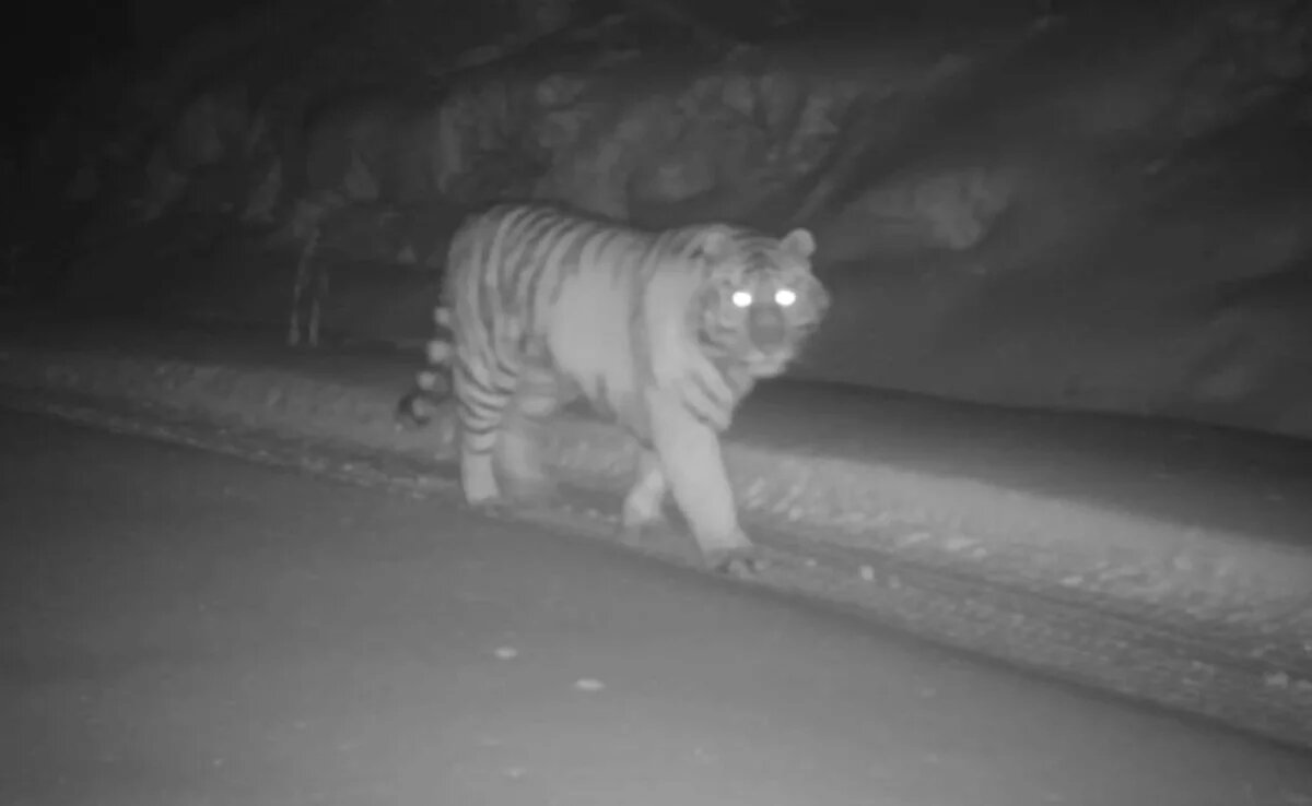    Дети тигрицы Желтобокой из Хабаровского края не спешат расставаться с мамой