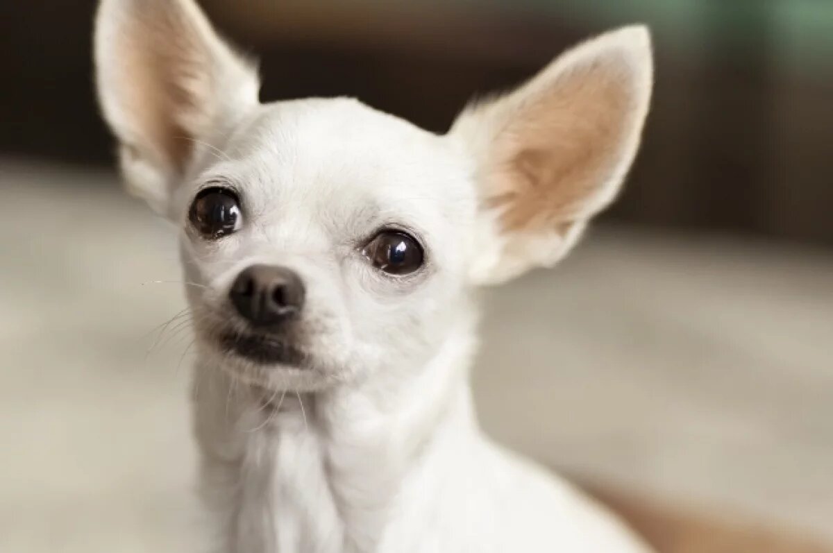    На 9% вырос средний чек на одежду для питомцев в Краснодарском крае