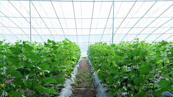    © Sputnik / Аслан Тедеев