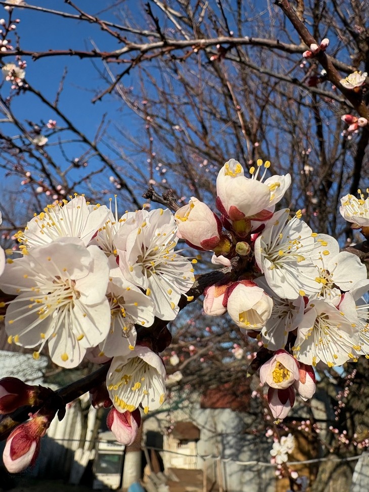    цветет абрикос Редакция Газеты