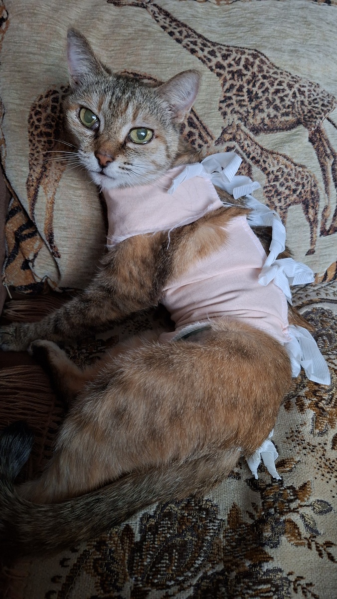 Анфиска, пятый день после операции.