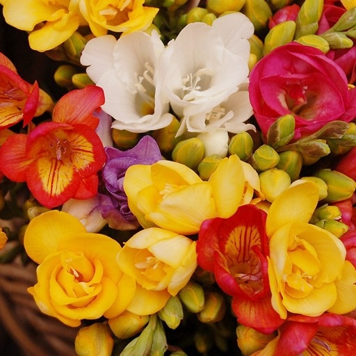    Цветы фрезии Кристина Борунова