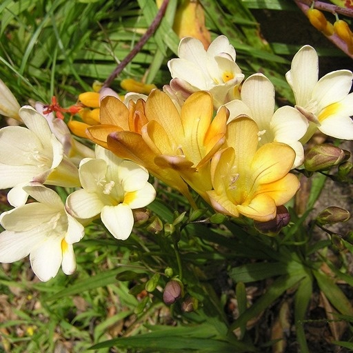    Фрезия в открытом грунте Кристина Борунова