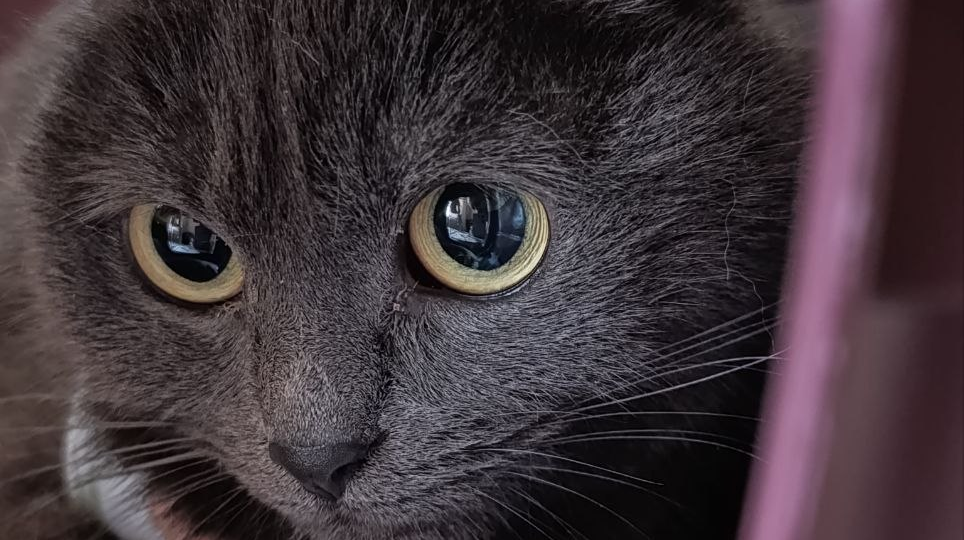 Соня ищет дом‼️