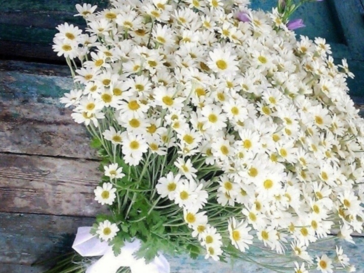 Паж ее величества - 1