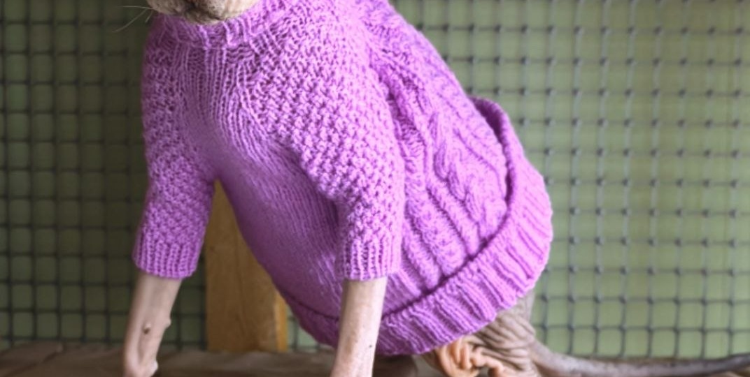 Тёплая миска для холодных носиков: помогите сфинксам в приюте